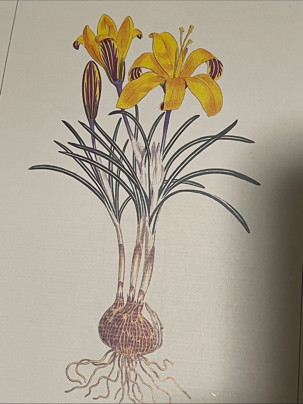 🖤5/$25  Vintage Botanical Floral Print - Yellow Lily Plate 23